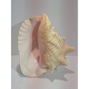 Large Queen Conch Shell  Pink Tan Ocean Nautical Decor Ocean Beach Boat 2 Lbs